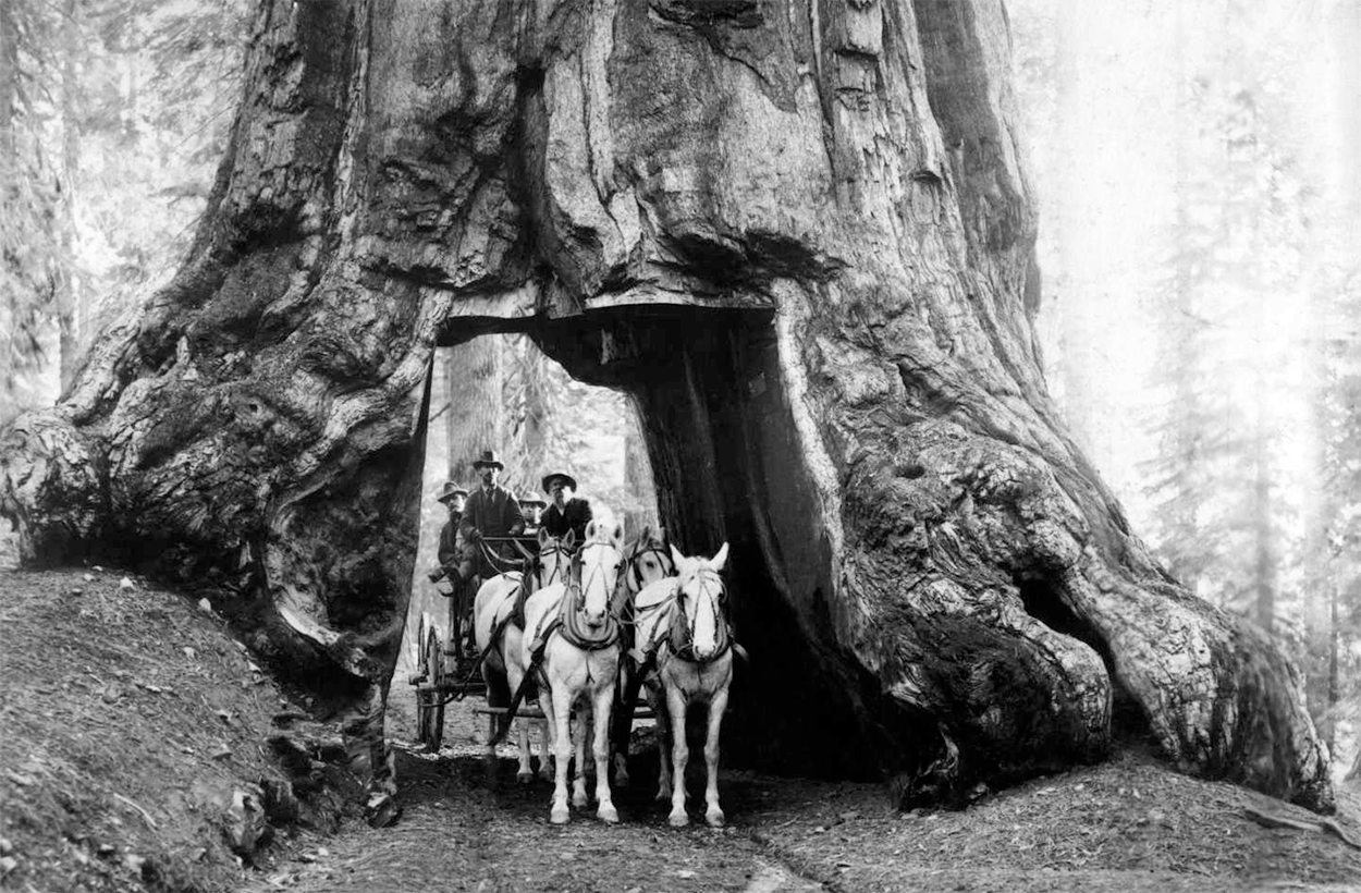 Yosemite tunnel tree