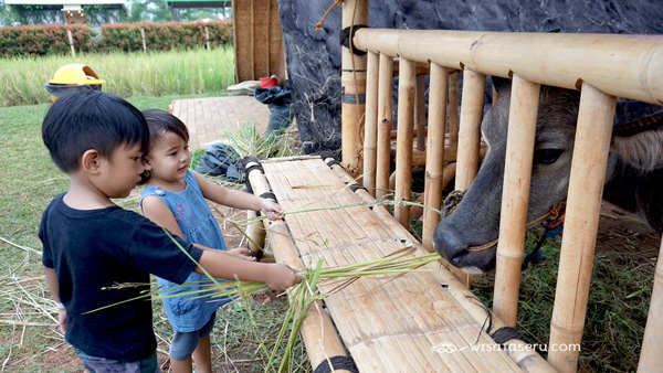 Ngasi makan kerbau