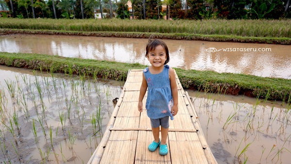 Jalan di sawah