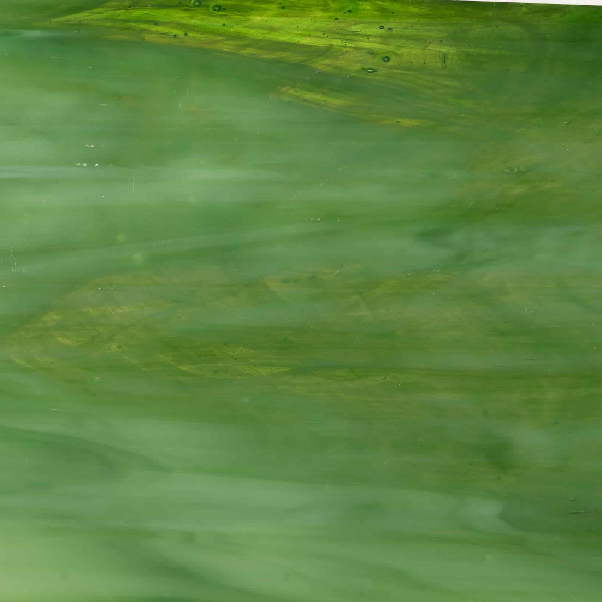 Conifer shown in smooth