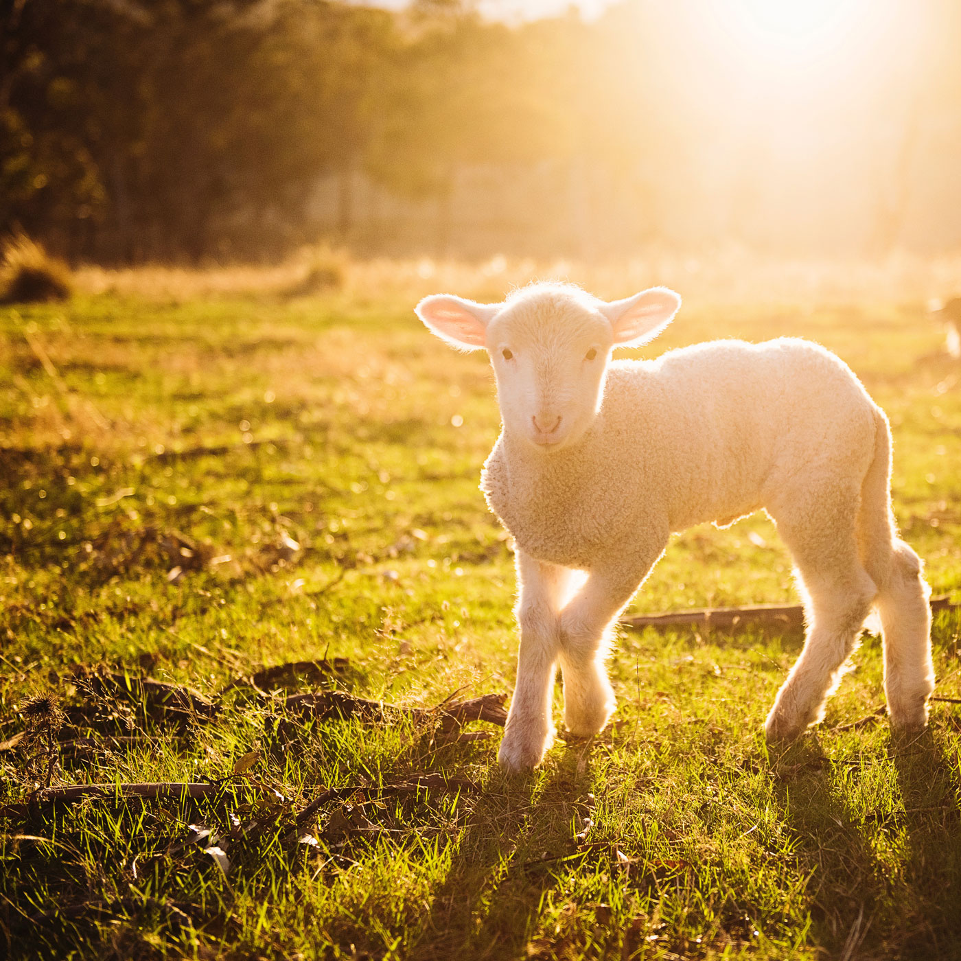 Bobby Had a Little Lamb episode artwork