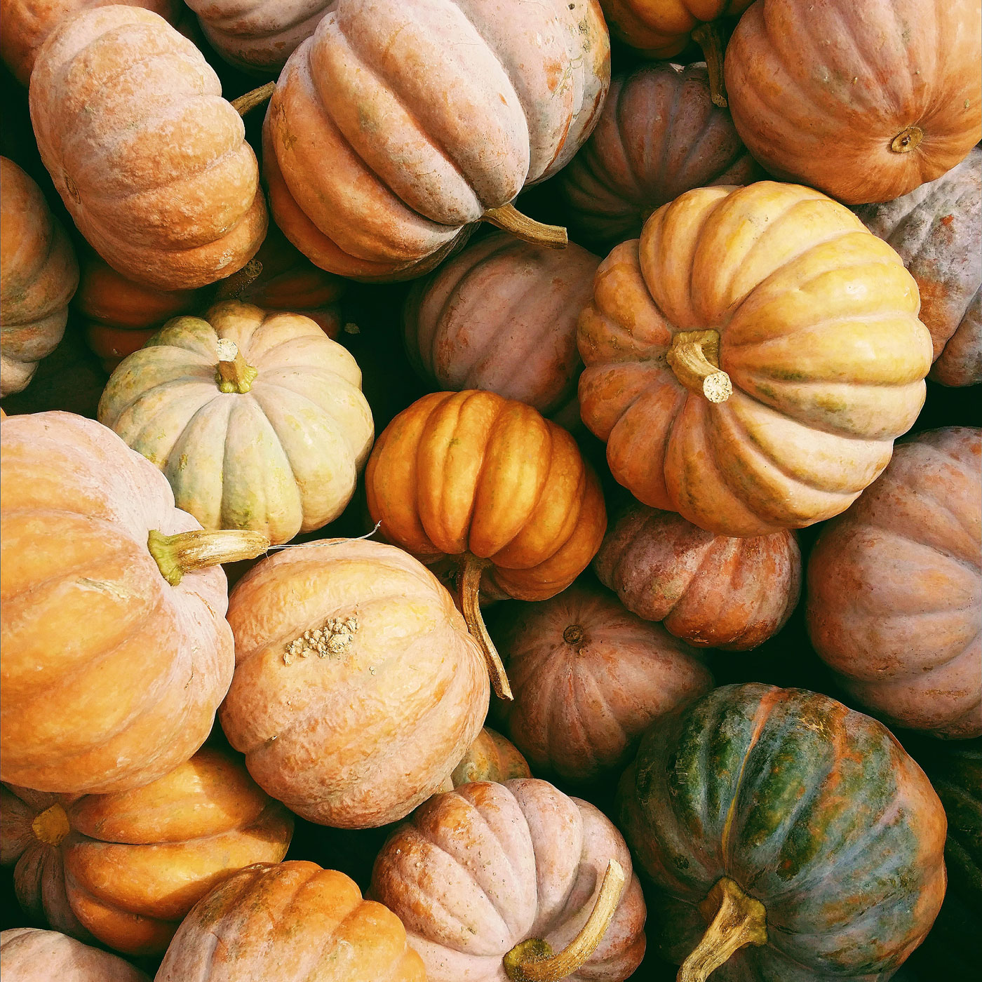 Pumpkins and Pies