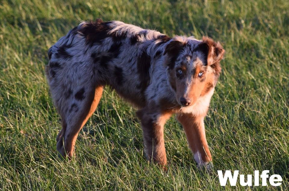 Wulfe
