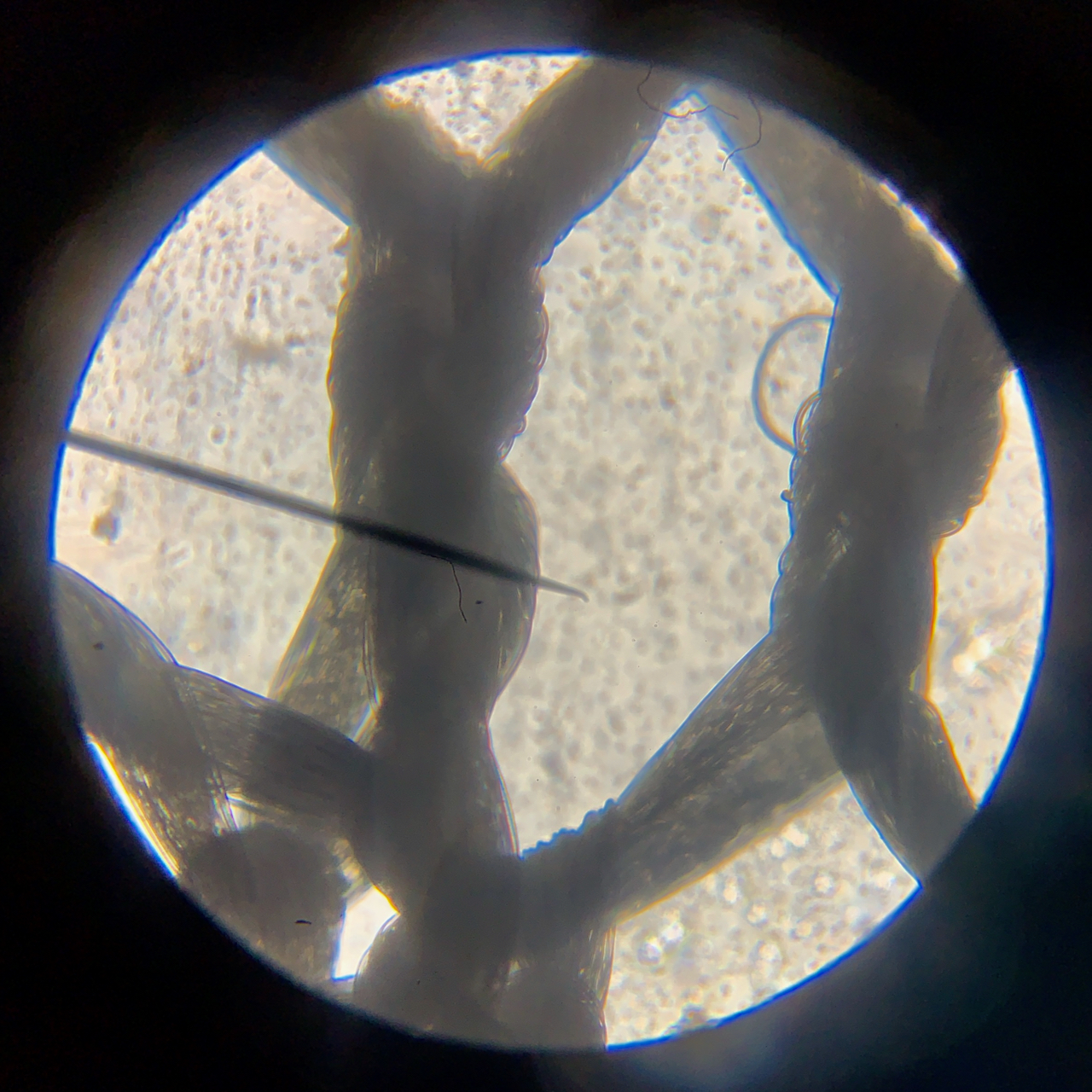 Silk under a microscope > with my hands Dream