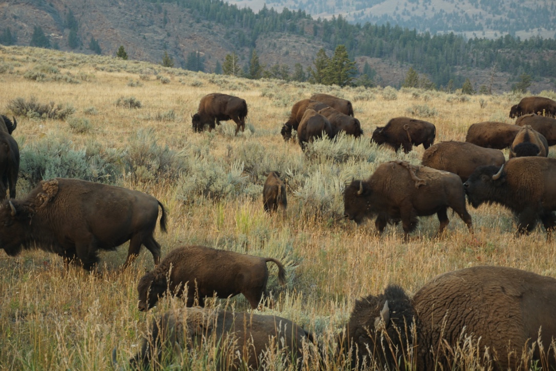 bisonherd3