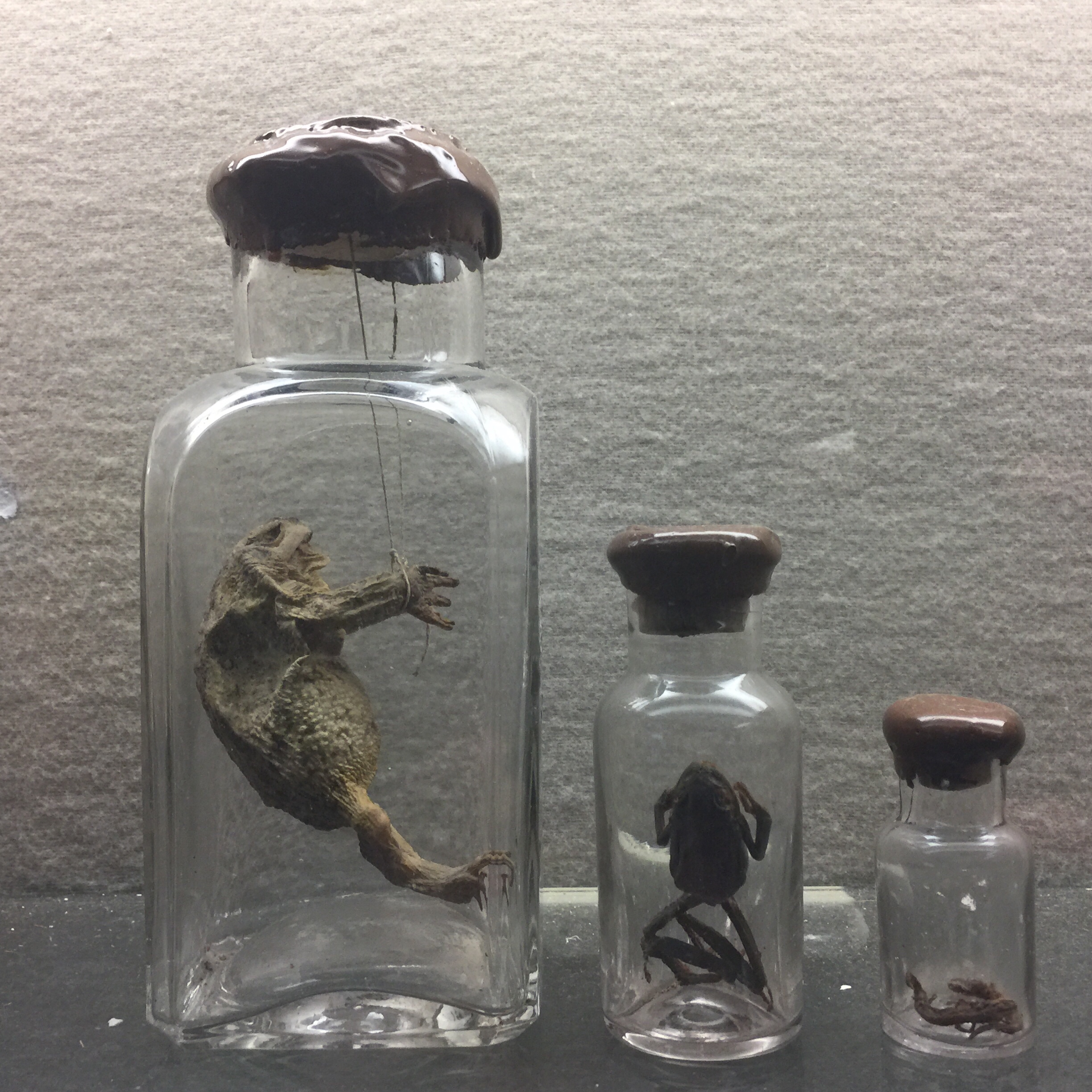 Desiccated frog and friends