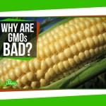 ความรู้เบื้องต้นเรื่องจีเอมโอ (GMO)