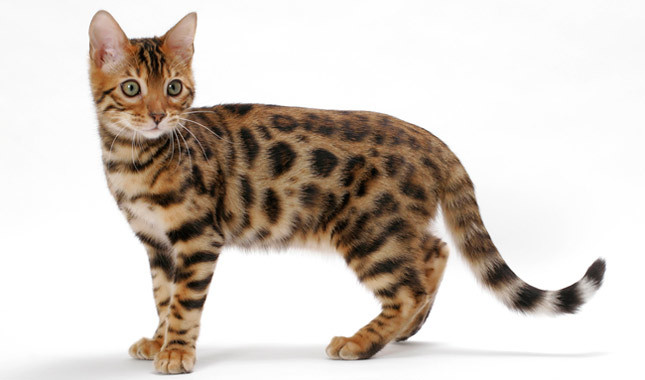 Bengal Cat