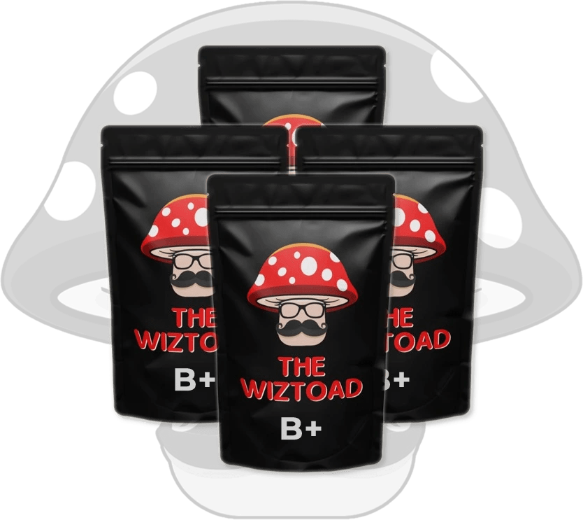 buy shrooms in Toronto B+ buy shrooms in Toronto B+