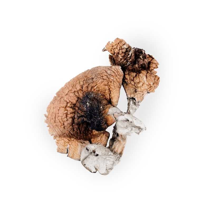 B+ mushrooms Toronto B+ mushrooms Toronto