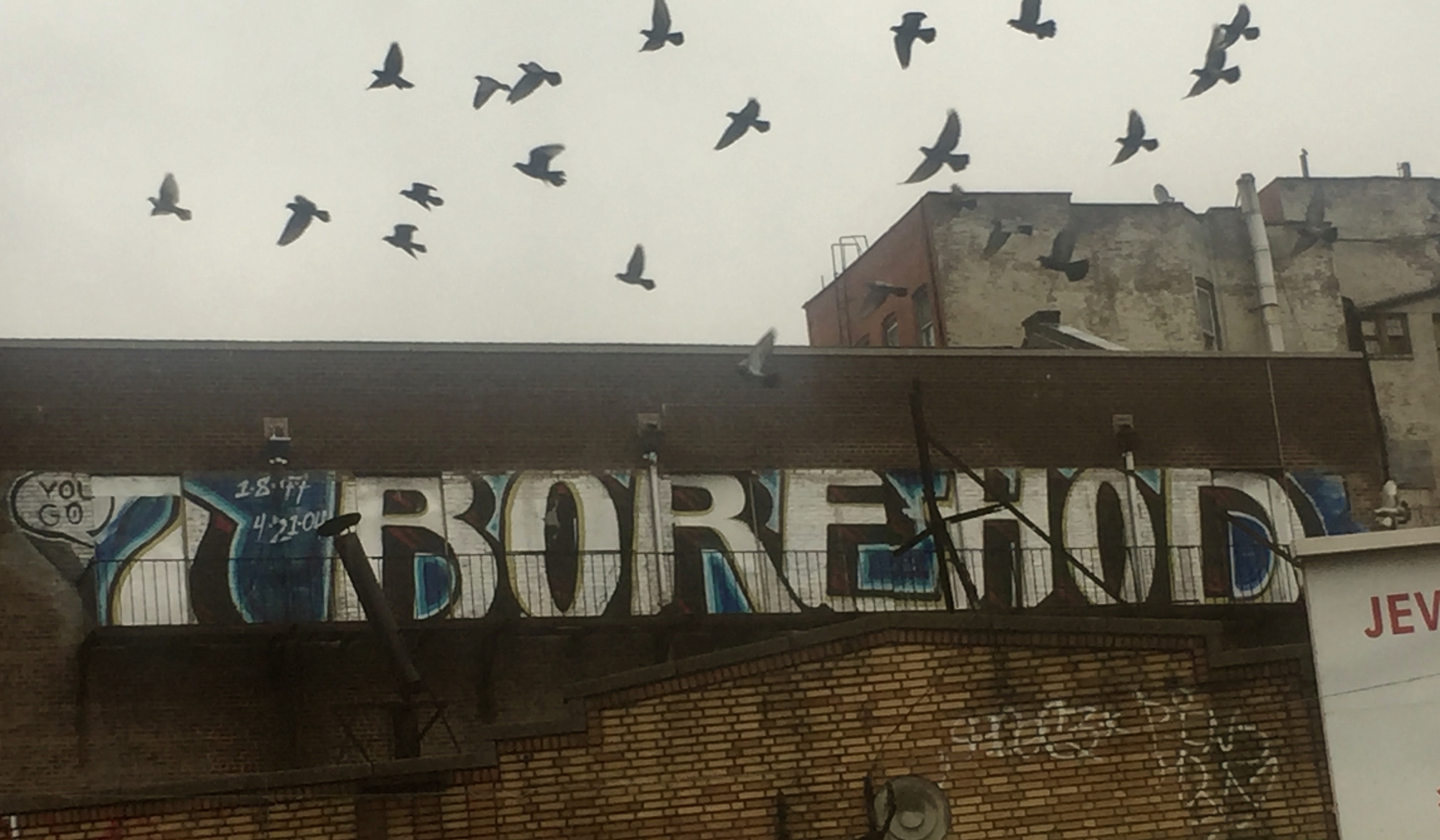 Shot of "You Go Borehod" Grifitto as flock of pigeons fly by
