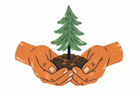 Hands nurturing a pine sapling
