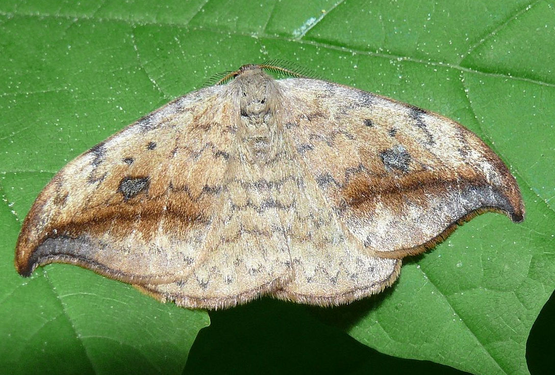 About moth families found in gardens | Wildlife Gardening Forum