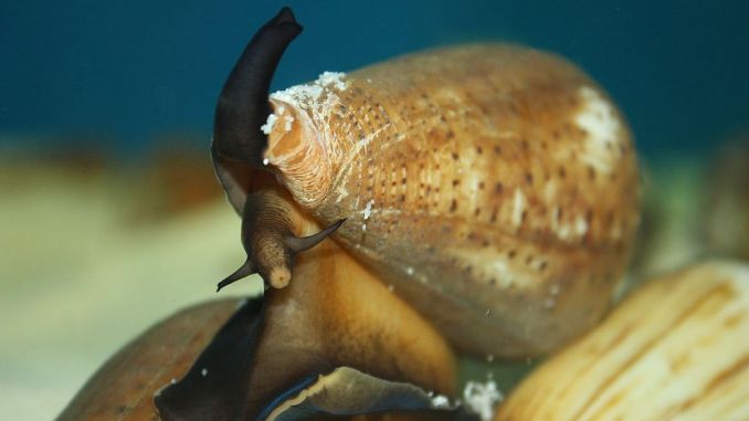 A cone snail searches for prey. Researchers from varied disciplines are collaborating to understand the way conotoxins — chemicals found in cone snail venom — work and how they can be utilized to reduce pain in humans. (Pengchao-BGI/CC BY-SA 4.0)