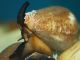 A cone snail searches for prey. Researchers from varied disciplines are collaborating to understand the way conotoxins — chemicals found in cone snail venom — work and how they can be utilized to reduce pain in humans. (Pengchao-BGI/CC BY-SA 4.0)