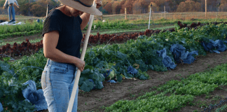 Online farmer’s market coming to Fayetteville