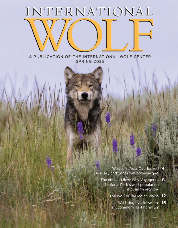 Wolf Dog Is It Common Is It Harmful Spring2026 Cover 1 