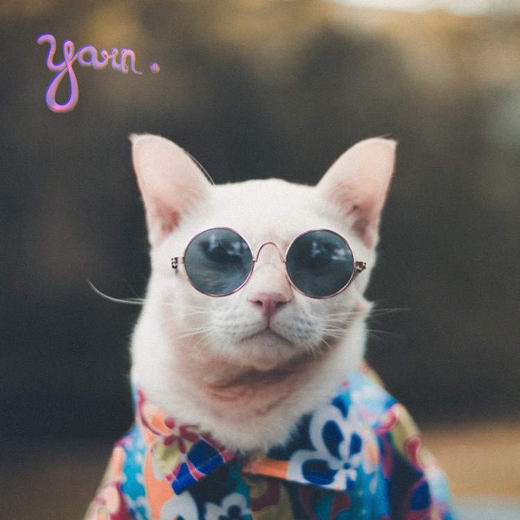 sugarkane - yarn. - usa - indie - indie music - indie pop - indie rock - indie folk - new music - music blog - wolf in a suit - wolfinasuit - wolf in a suit blog - wolf in a suit music blog