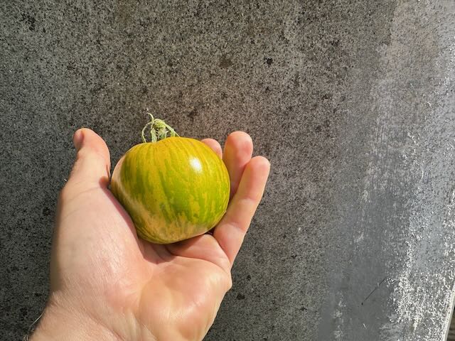 Green Zebra organic tomato seeds - Wolf Seeds