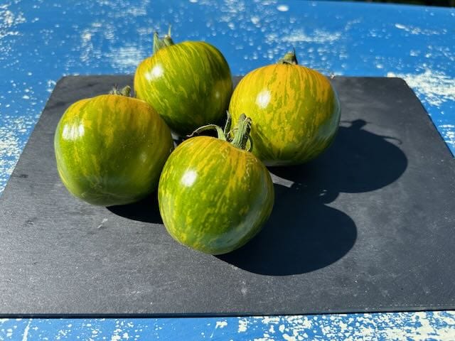 Green Zebra organic tomato seeds - Wolf Seeds