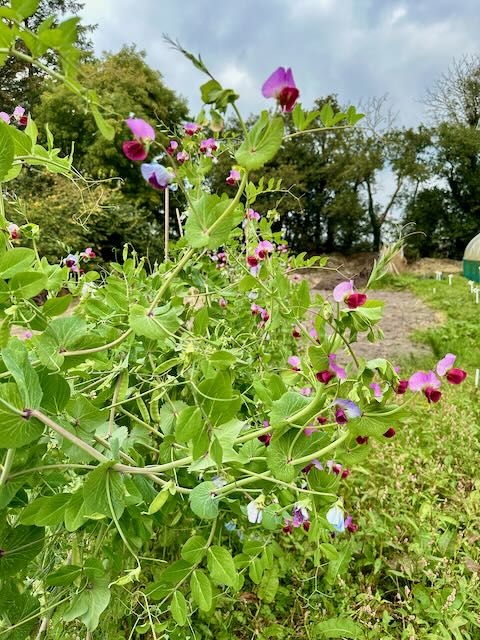 The Bishop's Red Pea heirloom seeds