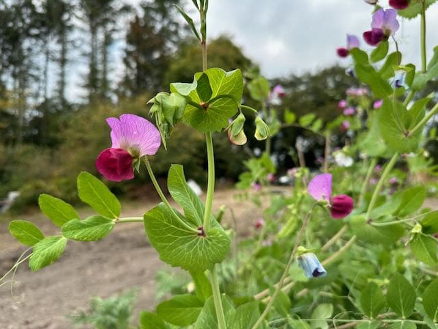 The Bishop's Red Pea heirloom seeds