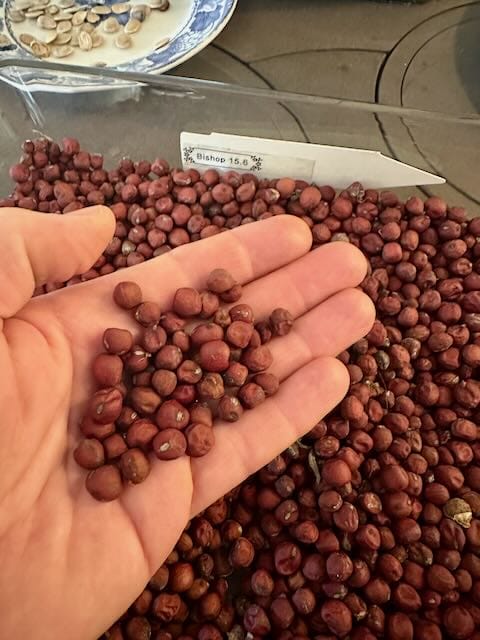 The Bishop's Red Pea heirloom seeds