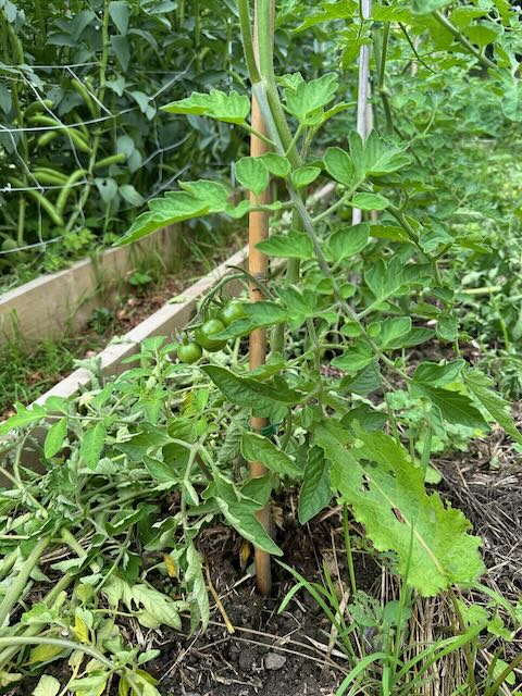 Danish Export tomato organic seed - Wolf Seeds