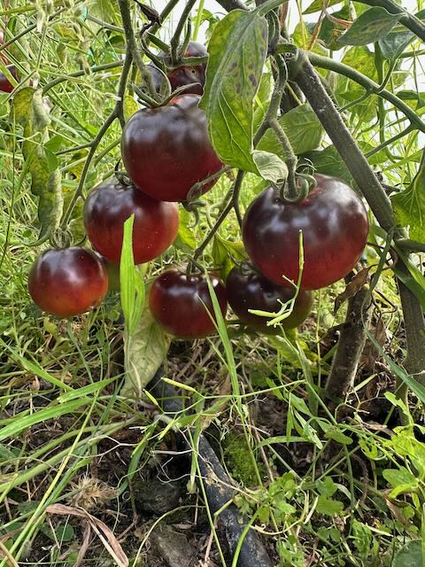 Bosque Blue Organic Tomato Seeds - Wolf Seeds