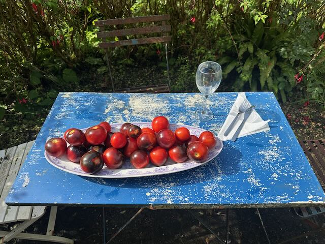 Bosque Blue Organic Tomato Seeds - Wolf Seeds