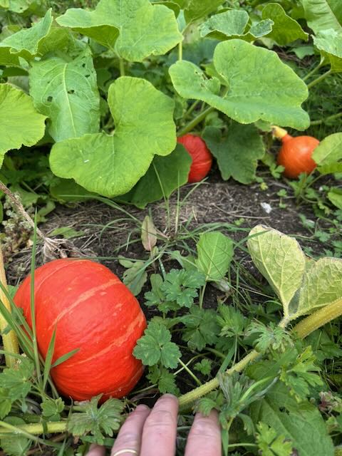 Organic Uchiki Kuri Squash Seeds