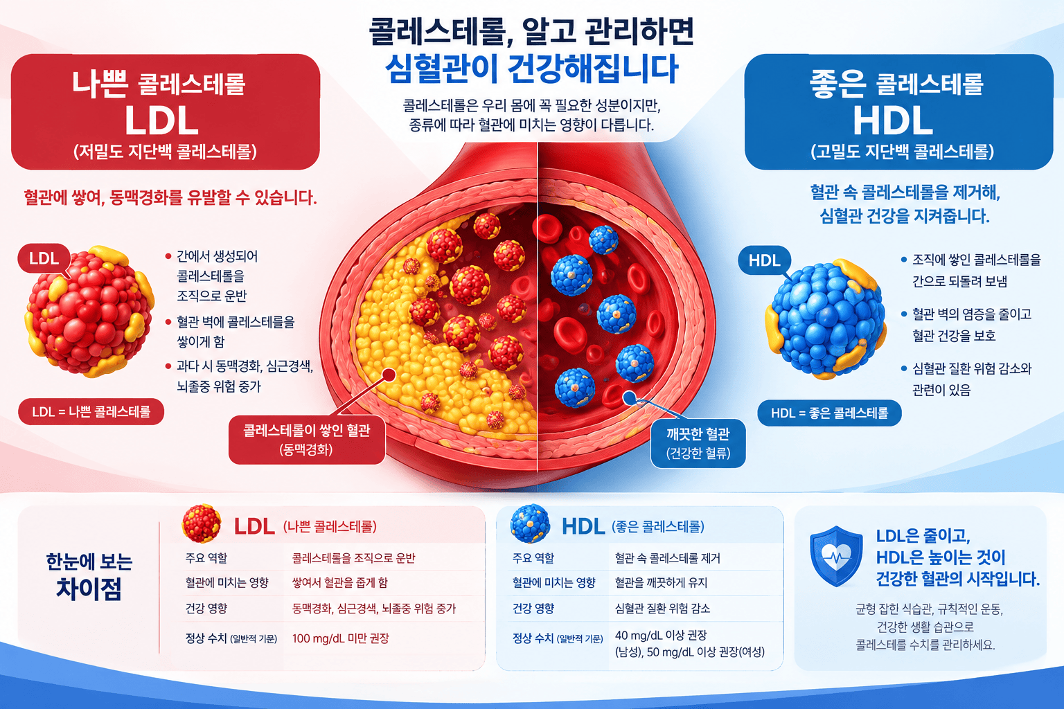 혈관 단면과 LDL, HDL 콜레스테롤 차이 일러스트
