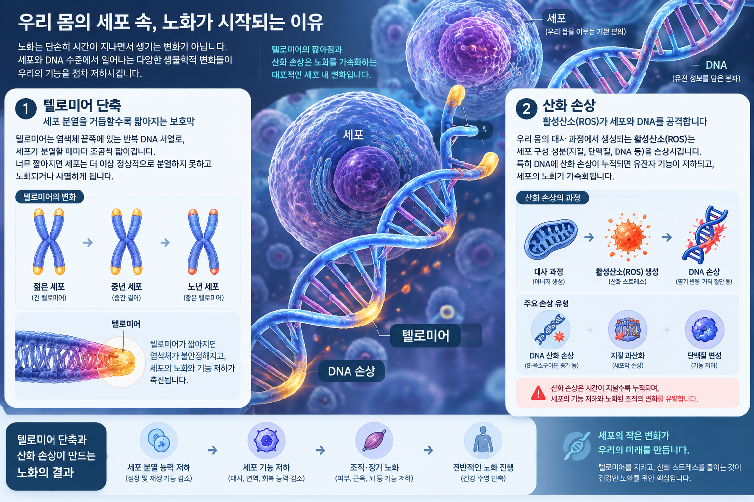 노화 과정과 세포 내 변화 인포그래픽