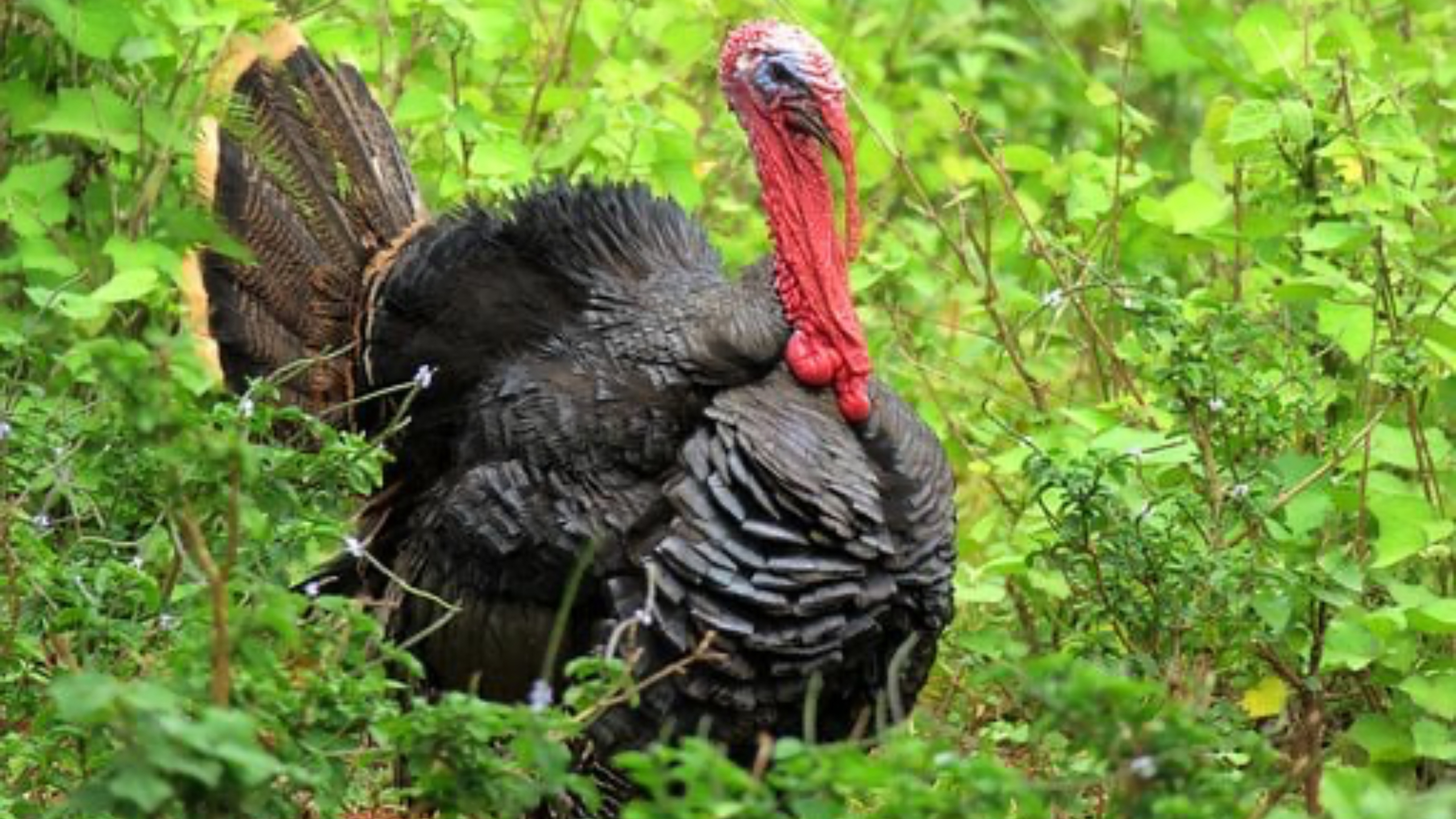 Turkey day