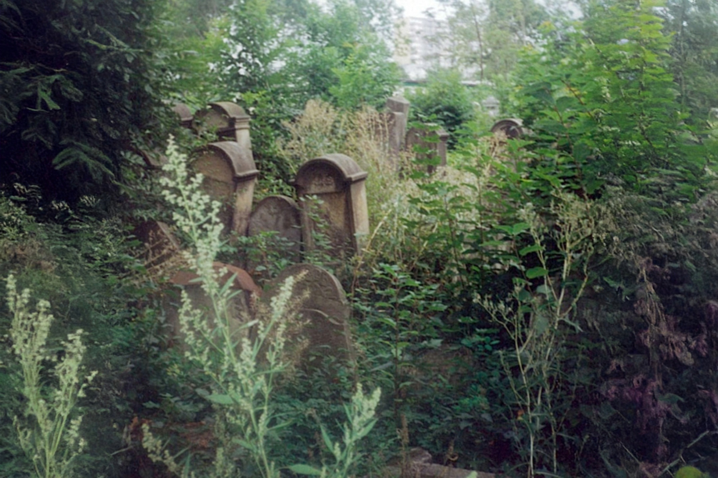 Overgrown Jewish cemetery