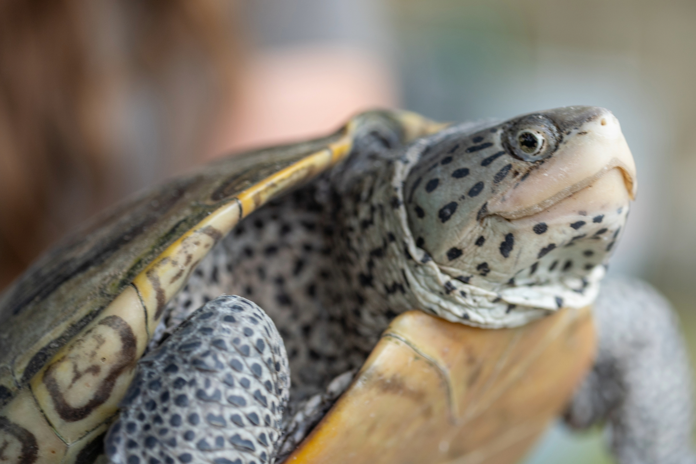A diamondback terrapin.