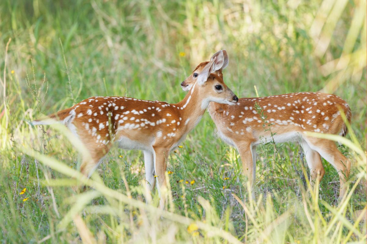 Two baby deer