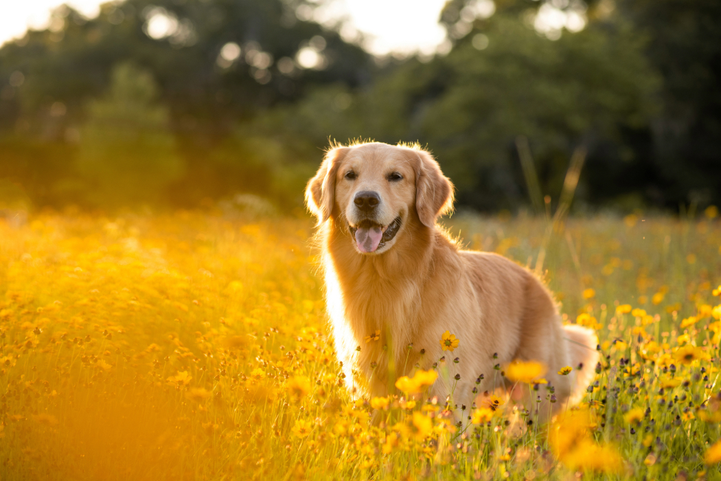 Challah the missing dog in a field.