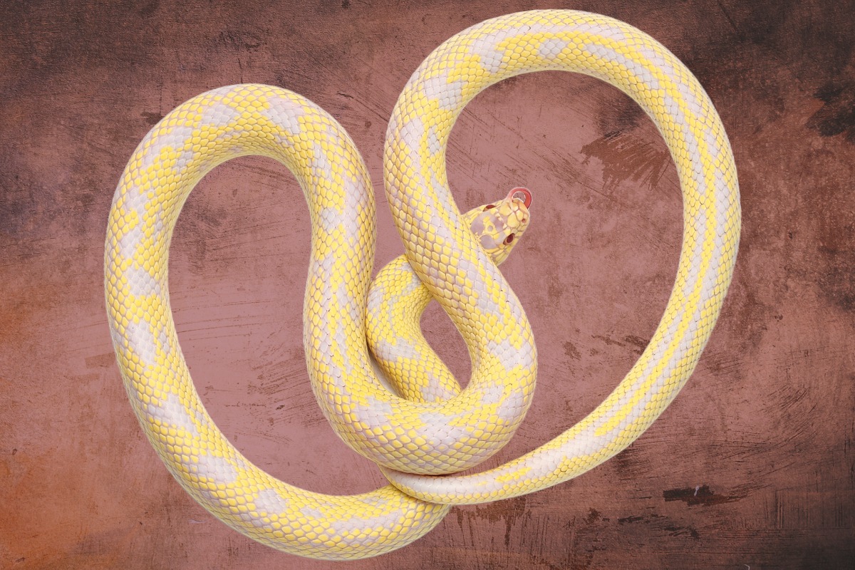 An albino California kingsnake like the Dundalk snake.