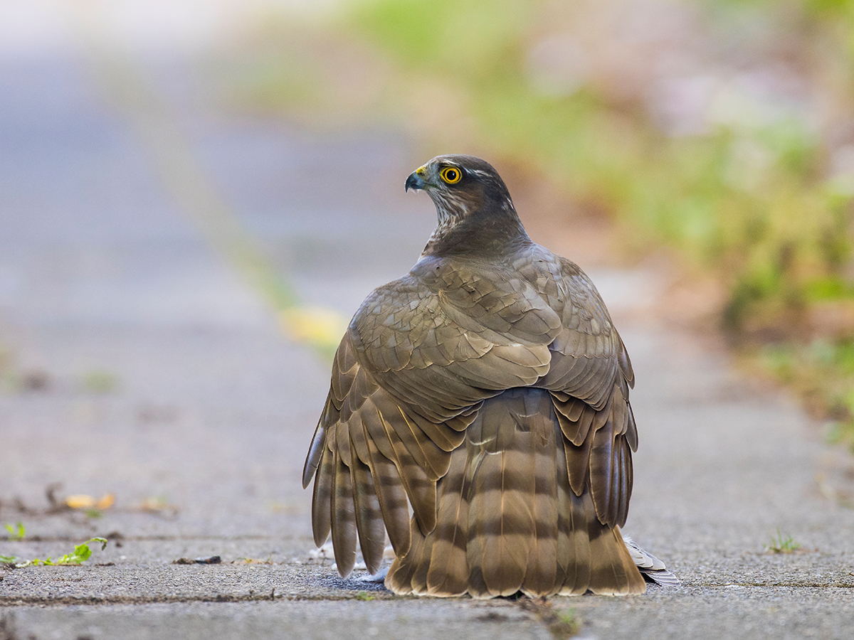 ISO 1000 • 500mm • f5.6 • 1/100