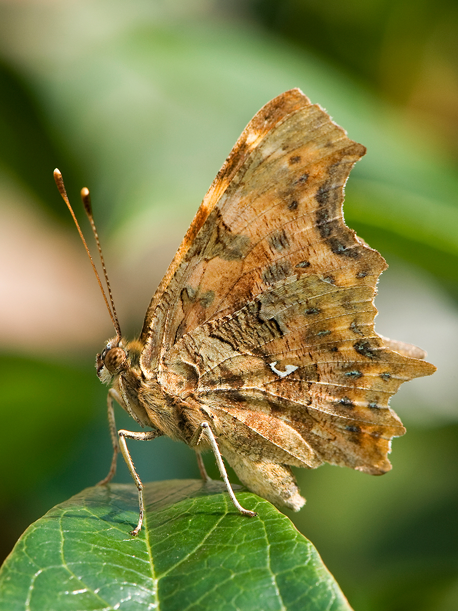 ISO 200 • 105mm • f13 • 1/125