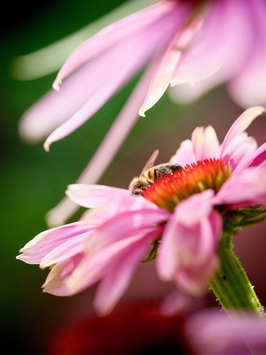 ISO 1000 • 105mm • f7.1 • 1/800