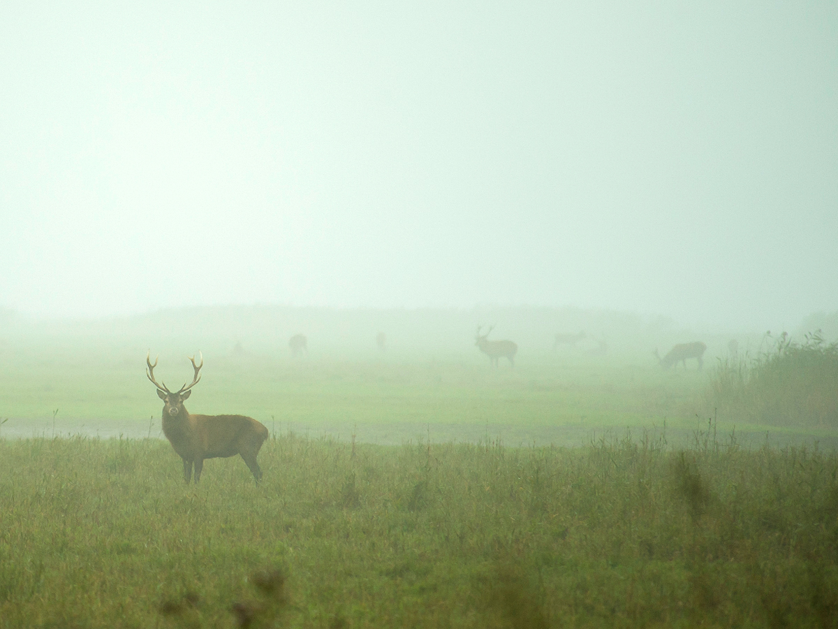 ISO 400 • 80-400mm • f5.6 • 1/125