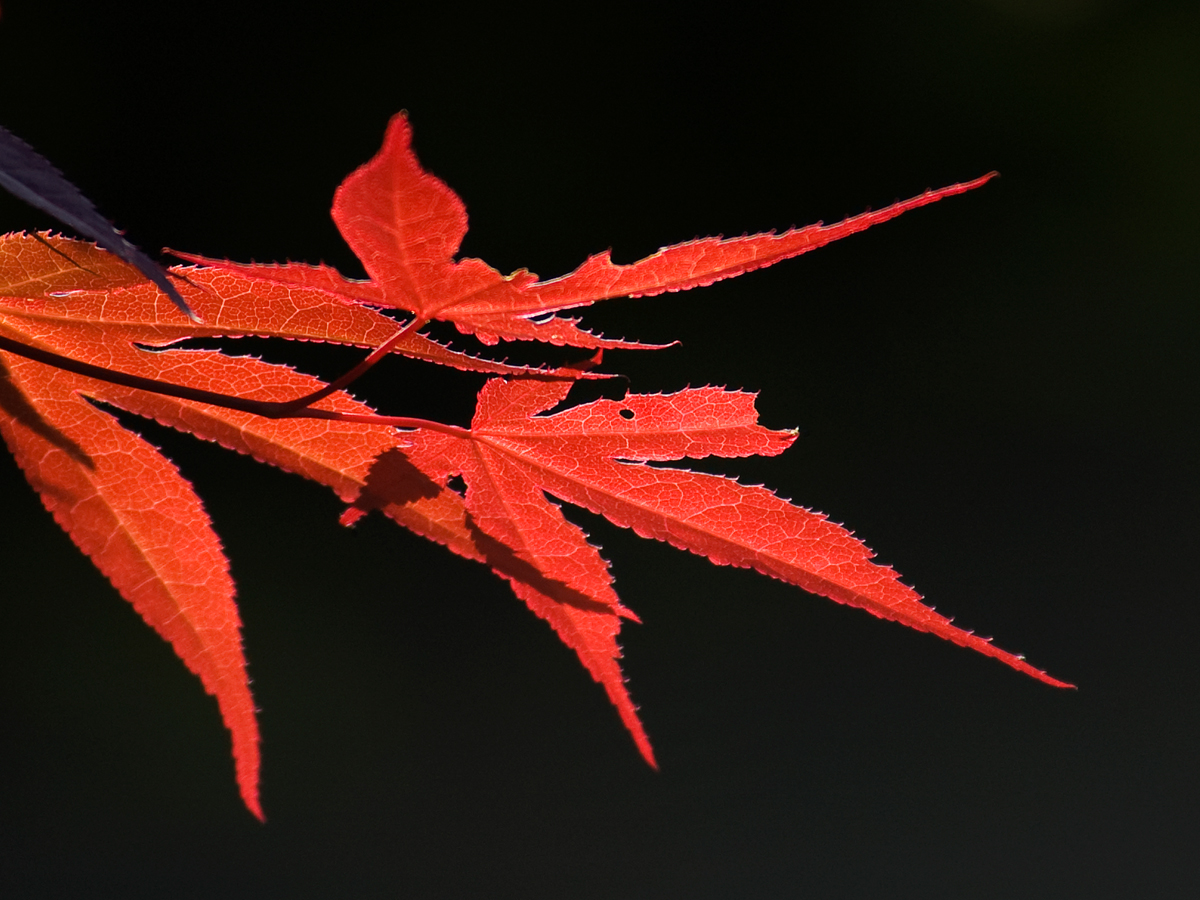 ISO 200 • 80-400mm • f5.6 • 1/500