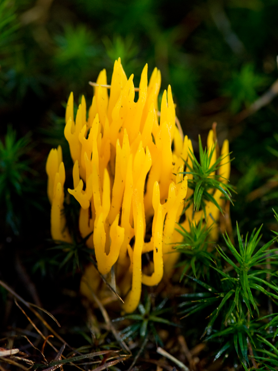 ISO 400 • 105mm • f6.3 • 1/60