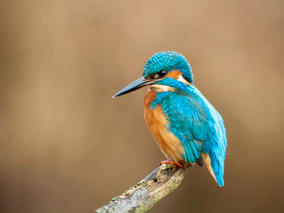 ISO 200 • 80-400mm • f5.6 • 1/45