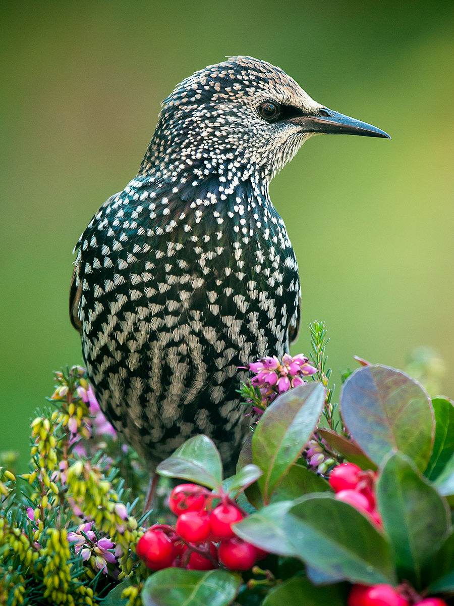 ISO 400 • 500mm • f5.6 • 1/160