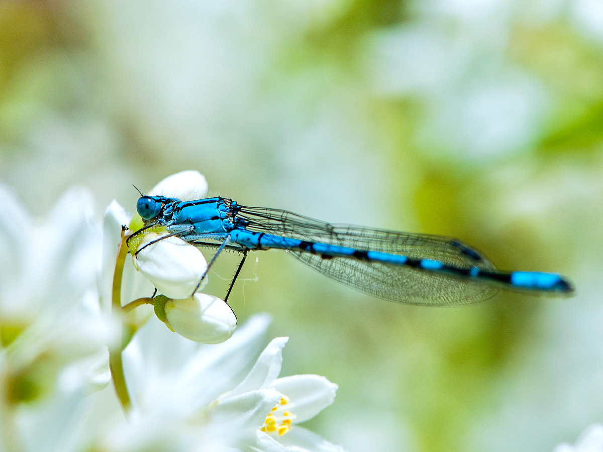 ISO 200 • 105mm • f13 • 1/500