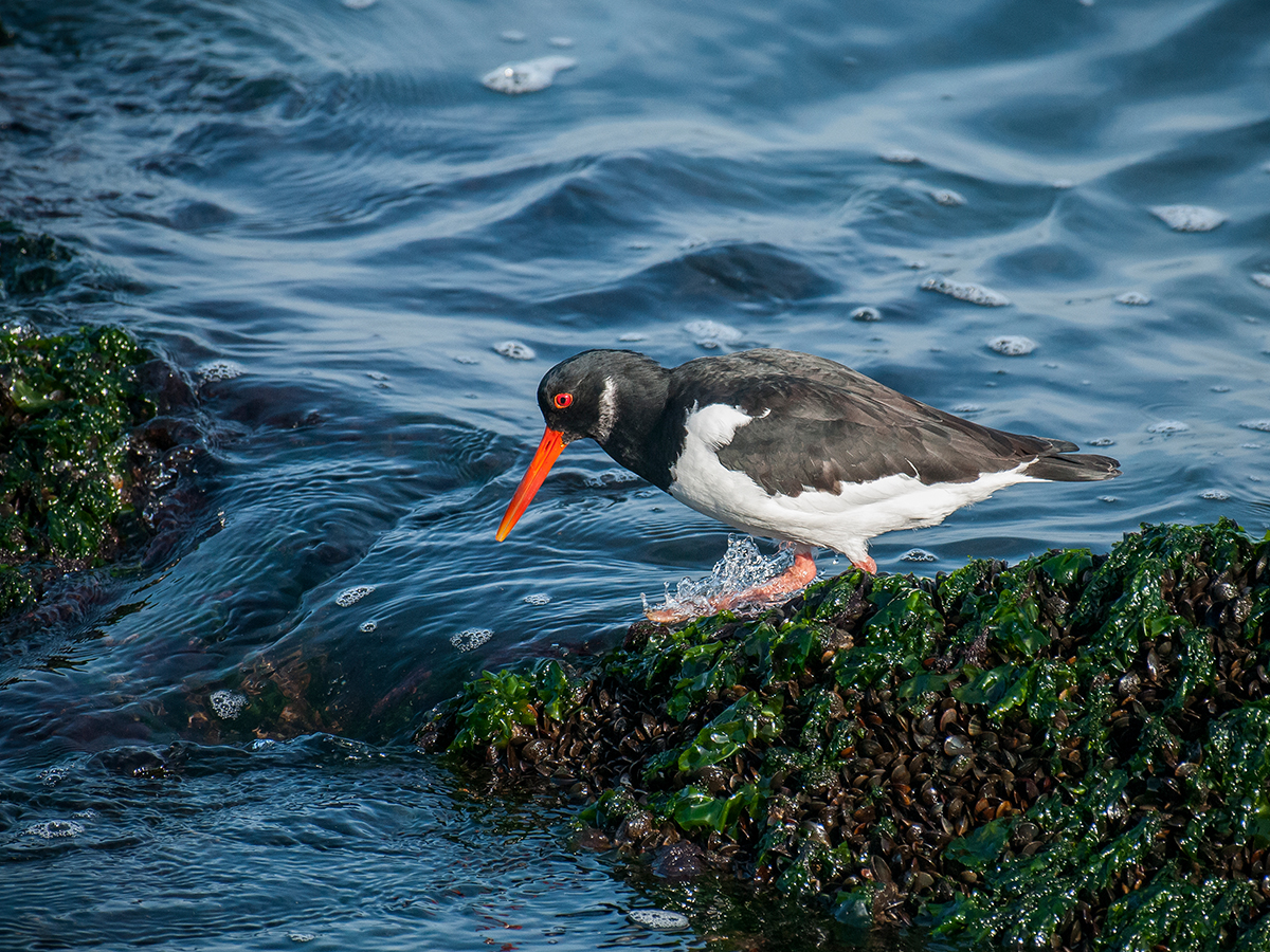 ISO 800 • 200-500mm • f5.6 • 1/1600