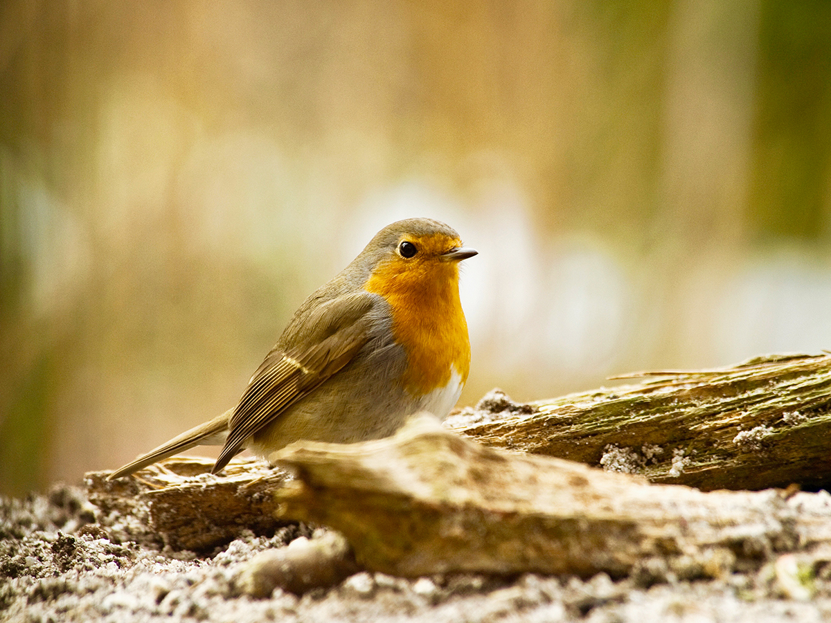 ISO 400 • 80-400mm • f9 • 1/125